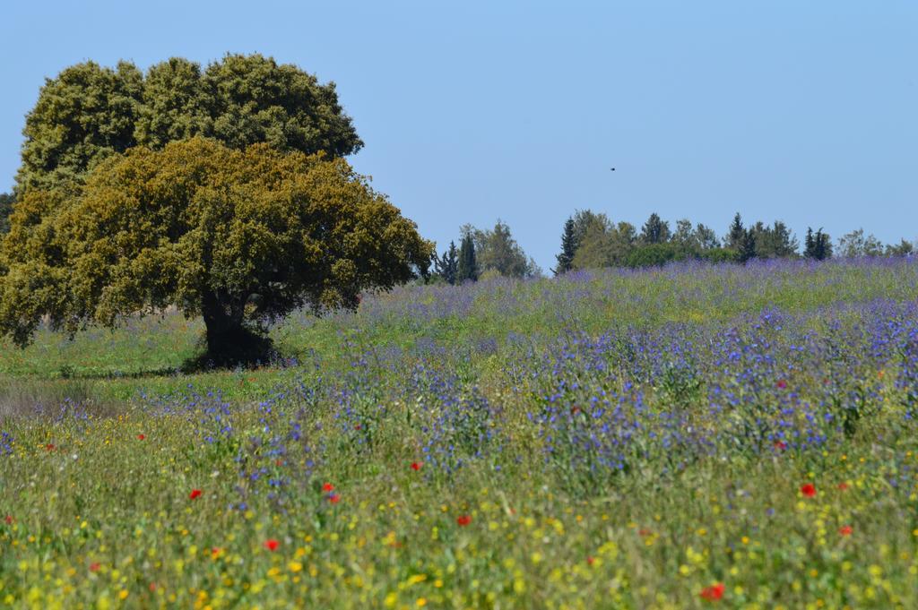 Monte Chalaça - Turismo Rural Ferreira Do Alentejo Exterior foto